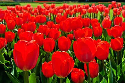 Best Red Tulip Bulbs for Planting - Easy to Grow - Fall Planting Flowers - Bright Perennial for Gardens & Landscapes (10 Bulbs)