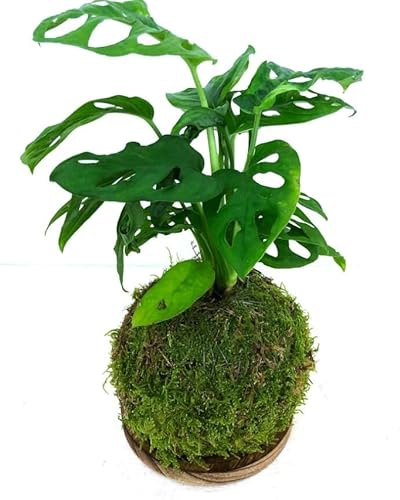 Kokedama Monstera Adansonii Bola de Musgo Vivo DECOALIVE Planta Natural de Interior