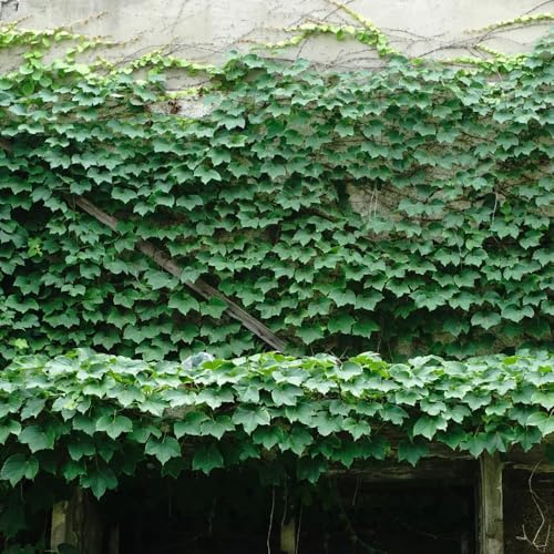 Semi di vite selvatica - esotico sospesa rampicanti resistenti da balcone decorazioni da giardino per esterni verdi per gli amanti del giardino 550pcs