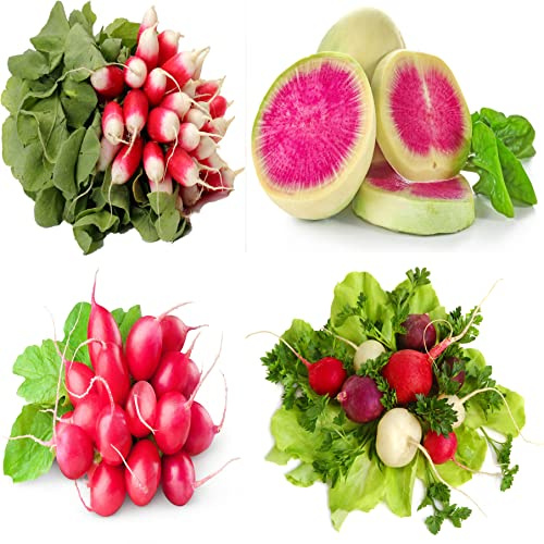 Radish Seeds Variety Pack for Planting – 4 Heirloom Varieties: Cherry Belle, French Breakfast, Easter Egg, Watermelon – Non-GMO Garden Seeds for Spring, Summer & Fall Growing – Fast Growing Veggies