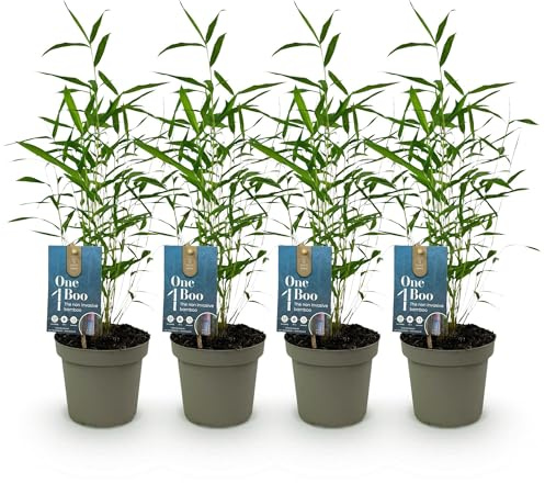 GreenboutiQ - Bambou - Fargesia - Vert - 4 Plantes - Persistant - Non Envahissant - Pot 14cm Hauteur 35cm