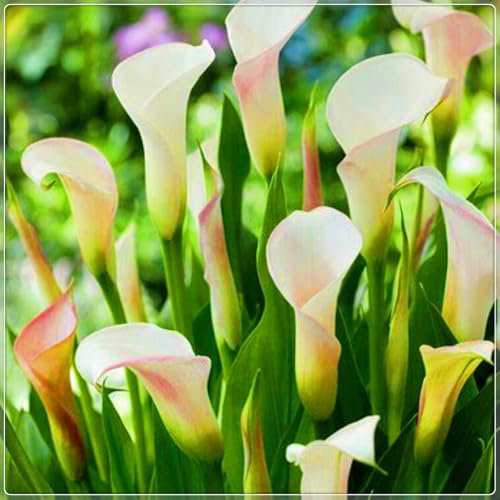 Calla Lily Bulbs-Calla Lily Plant Calla Lily Bulbs for Planting Now UK,Garden Flowers,Hardy Perennial,Plant Bulbs,Wedding Flowers-6bulbs-d
