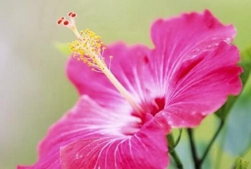 Graines de fleurs d'hibiscus fuchsia géantes POINTS D'ACHAT Paquet de 100 graines