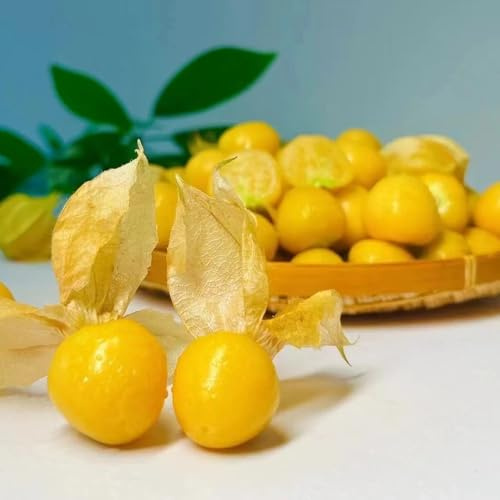 physalissamen bio - andenbeerensamen - grünpflanzen zimmerpflanzen kapstachelbeere, physalis paeruviana, säulenobst balkonpflanzen, deko wohnzimmer 75pcs