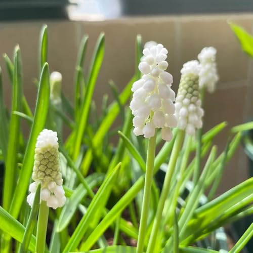 5zwiebeln hyazinthen, herbstpflanzen winterhart blühend blumenzwiebeln hyazinthen, deko wildblumen balkonblumen, gartendeko für draußen
