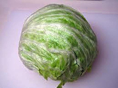 Lattuga, lattuga iceberg Semi, biologico, non OGM, 50+ semi par paquet