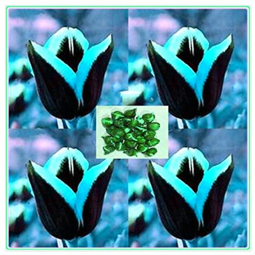 Mehrjährige Blumenzwiebel ist winterhart, Lebende Pflanzen, Seltene, Exotisch, Mysteriöse magische Glühbirne, Winterhart pflanzen, Blumenzwiebel Mix-3 Seltene tulpen zwiebeln
