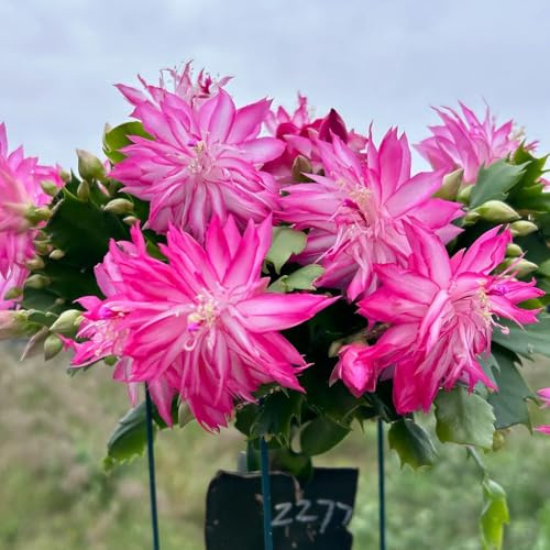 Cactus de Navidad semillas de Schlumbergera en macetas oficina decoracioneses raras otoño, resistentes, mezclas y 65semillas