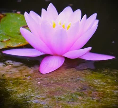 Teichpflanzen Seerosen : Nymphaea Seerose Halbzwergseerose  Hilden Violet  winterhart Pflanztiefe bis 50 cm