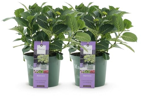Hortensie Hydrangea macrophylla Magical Jewel Blue – 2 Pflanzen – Blauer Blütenschmuck – Topf Ø23cm – Höhe 55cm – Balkon- und Gartenpflanze