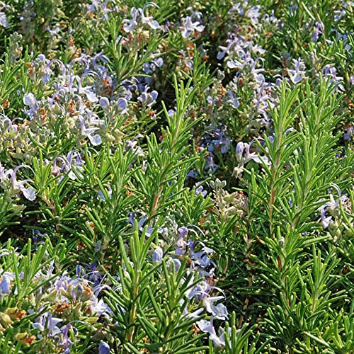 semillas de romero organicas - perennes resistente balcón cubren el suelo cama jardín 40pcs