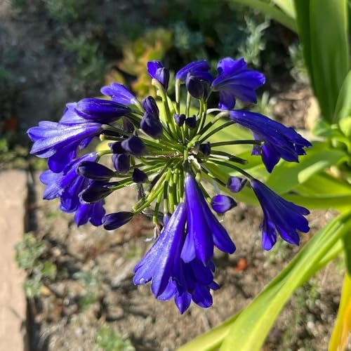 Schmucklilie winterharte stauden gartensamen Agapanthus africanus - indoor garten dekopflanzen schmetterlingsflieder pflanzensamen exotisch schnittblumen wildblumensamen blumendeko 350samen