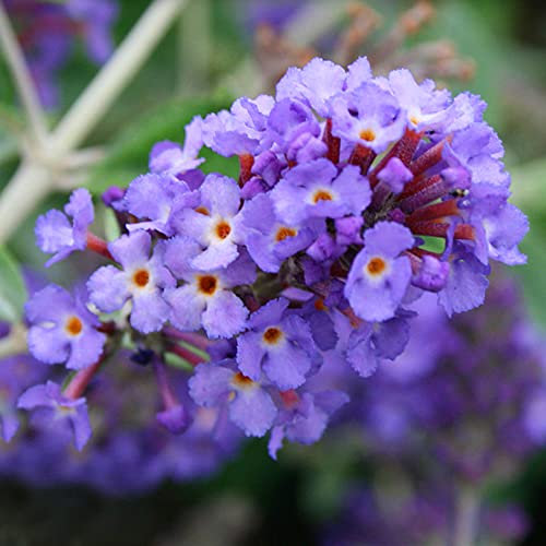 Buddleia Blue Heaven Butterfly Bush Outdoor Flowering Garden Shrub Plant in Pot (9cm Pot, 10-20cm)