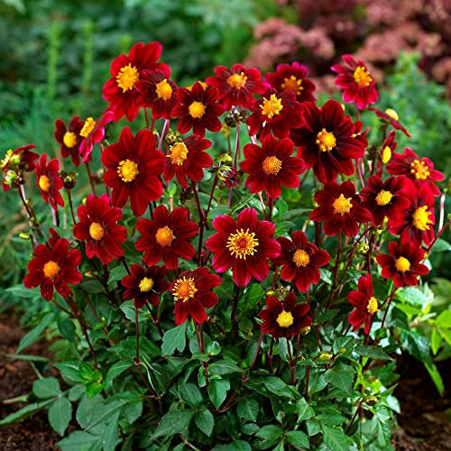 1 x Dahlia Topmix Red – Stunning Red Blooms for Bedding – Summer Flowering Bulb – Perennials – for Your Beautiful Garden