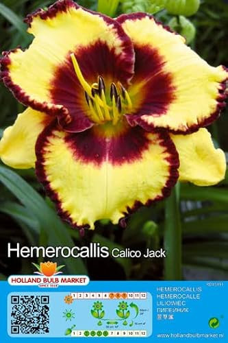 Taglilienrhizome : Hemerocallis - Taglilie  Calico Jack  winterharte 1 Rhizom/Fächer