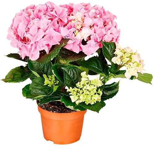 Hortensia Rosa Natural – Planta con Flores de Color Intenso y Riego Moderado