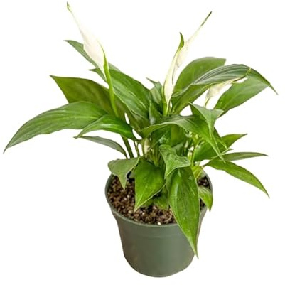 Planta Espatifilo en Maceta FLor Natural Decorativa y Purificadora del Hogar