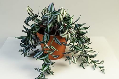 Tradescantia Zebrina Violet in 10.5 cm Pot Approx 10 cm Tall