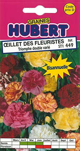 Graines D'Oeillet des Fleuristes Triomphe Double Varié - 0,5 grammes