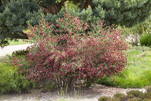 Cytisus scoparius 'Boskoop Ruby' 30–40 cm – Winterhart, Mehrjährig, Pflegeleicht – Besenginster – Zierstrauch für Beete & Rabatten