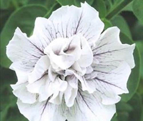 Graines Rose Tremiere Reine Blanche