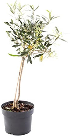 Olivo Copa Árbol de Interior y Exterior Altura Aproximada 50cm Árbol Ornamental Olea Europaea