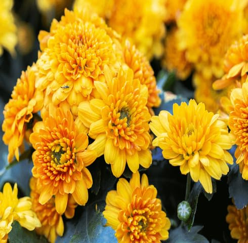 100 semi freschi di crisantemo giallo