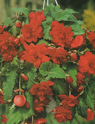 Begonien pendula hängend in rot gefüllt Blumenzwiebeln Knollenbegonie (5 Blumenzwiebeln)