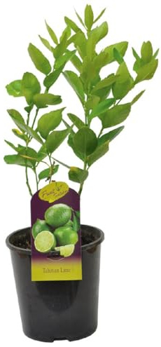 Árbol de Lima Cultiva tus Propias Limas con este Árbol Frutal Natural