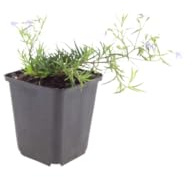 Plantas de Phlox Subulata Tapizante, Azul, Pack de 48, Maceta de 9cm