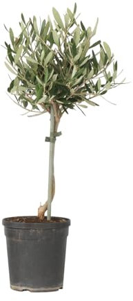 Plant in a Box - Olivenbaum auf Stamm - Olea europaea - Höhe 45-55cm - Pot 14cm - Winterharter Baum - Grün