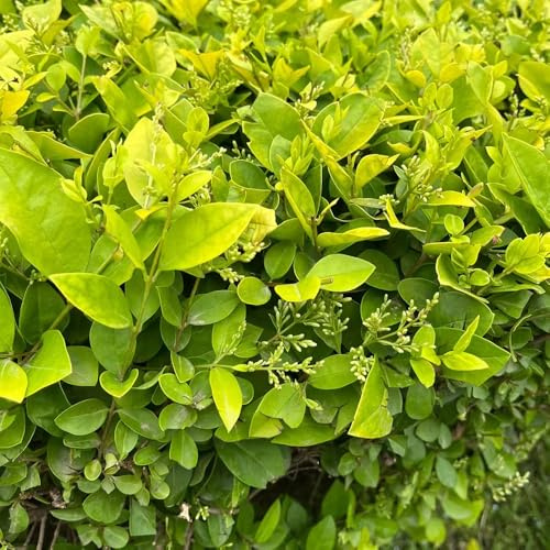 semi di ligustro, resistenti in vaso giardino, tappezzanti, resistenti, ver appartamento ufficio sempreverdi giardino roccioso Decorazioni per il 225semi