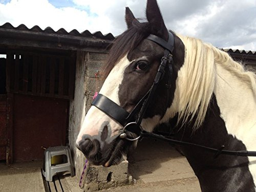 Equipride Working Hunter Bridle Plated Reins and Browband Black & Brown