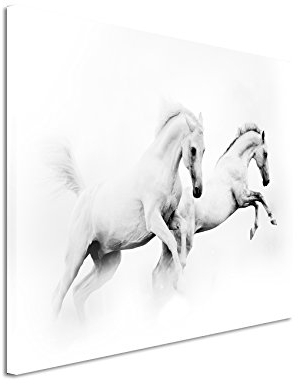 Paul Sinus Art Kunstfoto auf Leinwand 60x40cm Künstlerische Fotografie – Zwei weiße Pferde auf Leinwand exklusives Wandbild moderne Fotografie für ihre Wand in vielen Größen