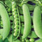 TOYHEART 100Pcs Premium Gemüsesamen, Erbsensamen Nahrhafte Fruchtbare Grüne Pflanzen Im Freien Gemüsesämlinge Für Die Farm Grün