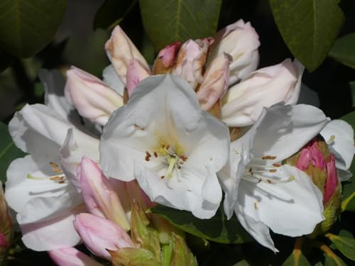 Rhododendron Hybride Pumalin - Großblumige Alpenrose - 30-40cm