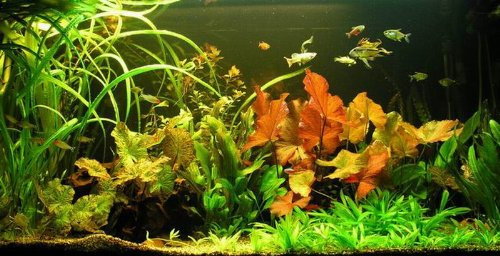 WASSERPFLANZEN WOLFF - Unterwasser-Landschaft Lotuswelt für ein 60 Liter Aquarium, Aquariumpflanzen-Set Sortiment