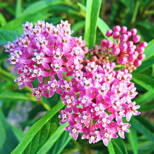 2 Butterfly Milkweed Plants Live, Tropical Milkweed Live Plants, Asclepias Tuberosa Plants, 4-9 Height for Outdoor Planting (Pink Milkweed)