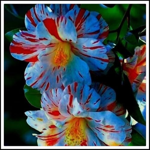 Bulbo rosa del desierto.Flores perennes resistentes.Rosa del desierto planta natural.Adenium obesum planta.（NVNJHJN）.-2 bulbos-F