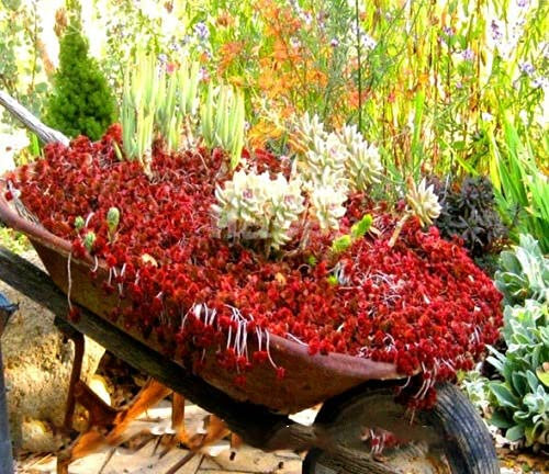 TRTO 160 Seeds - Sedum spurium coccineum - Carpet Forming for Planting Garden Yard Patio and Useful for Gifts (160 Seeds)