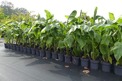 gruenwaren jakubik 2x Bananenstaude Musa Basjoo 100-120 cm winterhart Staude japanische Faserbanane
