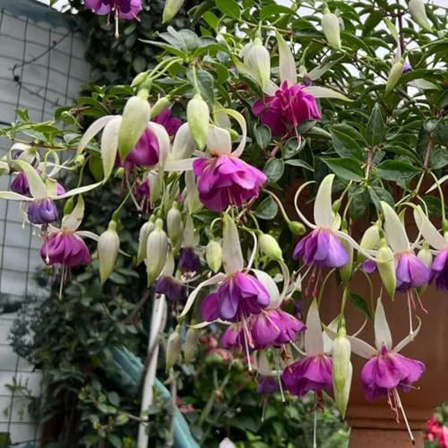 fuchsien kaufen, bio exotische stauden winterhart mehrjährig balkon garten 400samen
