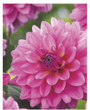 AGRONOM | DALIAS - ONESTA | Bulbos de flores perennes | Flores rosas | Cultivadas en jardines de flores, macetas y céspedes floridos | 1 bulbo