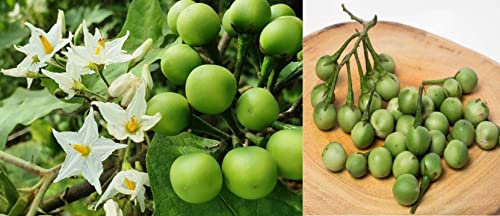 Turkey Berry Seeds | Solanum Torvum | 15+ Seeds | Pea Eggplant