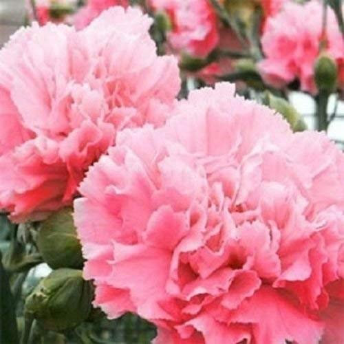 50 Semi di Garofano Dianthus Rosa Fiore