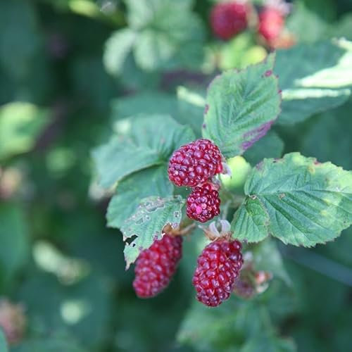 Plant Theory Tayberry Buckingham Thornless Fruit Bush Rubus 3L Pot