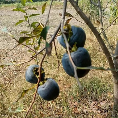 Semi di Diospyros digyna, semi di ortaggi inverno caqui resistente, giardino resistente, colonnari resistenti, 10pcs