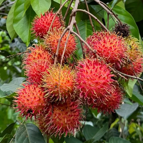 semillas de rambután, Nefelio lappaceum, semillas de variedades antiguas de balcón resistentes Los enanos son resistentes. 60pcs