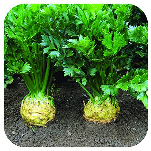 Organic Celeriac 'Brilliant' Plug Plants x 5 Grow Your Own Vegetables