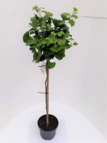 Ginkgo biloba Mariken - Stämmchen, Kugel-Ginkgo, Höhe: 110-120 cm